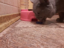 Energy-Ball-Toy Snacks Sugar Ball Cat Nutrition Cat Treats Candy Natural-Catnip Licking