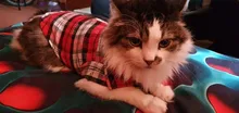 Ropa a cuadros para gatos pequeños, disfraces de algodón, abrigo suave para gatitos, chaqueta para cachorros, Otoño e Invierno