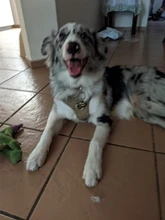 Pet-Harness Light-Safety Outdoor-Product Truelove Small Strong-Dog And Waterproof TLH6282