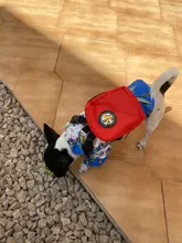 Nylon Multicolor perro mochila conveniente medio ambiente Gato arnés de perrito bolsa con correa senderismo Camping mochila al aire libre