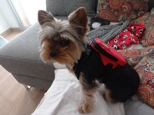 Mochila de nailon de colores para Gato, mochila multifunción con arnés y correa para perros pequeños