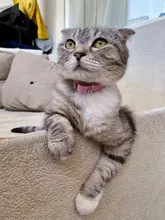 Collar de cuero sintético con diamantes de imitación para perros y gatos pequeños, accesorios para mascotas, correa para Collar de perro de diamantes, 12 colores