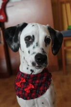 Scarf Pet-Accessories Dog-Supplies Puppy Cat-Bandana Washable-Collar Medium Cats Adjustable