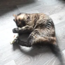 8 Styles Fun Catnip Toys For Cats Simulation Fish Plush Cat Pet Toys Cats Products For