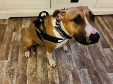 Dog-Collar Studded Spikes Pitbull Large Dog High-Quality Mastiff Big with Black Sharp