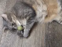 Productos para mascotas Gato juguetes hierba gatera Natural Lollipop forma mascotas Molar dientes juguete del gato Navidad Año nuevo regalo