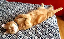 Nuevo lindo de dibujos animados mascota collares para perrito ajustable poliéster Collar precioso con campanas gato impresión Collar para perro de