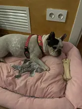 Mats Blankets House Kennels Sofa Dog-Beds Bench Dogs Small Large Pet-Products Puppy