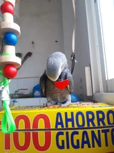 Traje de vuelo de pájaros bonitos con pajarita, loros, uniforme escolar, esmoquin, traje de negocios, pañales para mascotas, ropa para fiesta