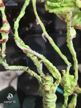 Artificial Rattan Reptile Box Case Decoration Lizard Green Plants Jungle Habitat