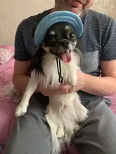 Dog-Cap Headdress-Accessories Puppy Beach-Visor Ear-Holes Dogs Small with for Canvas-Cap