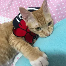 Accesorios para Mascotas, Baberos con lazo para gatos, Bandana para Perros, Accesorios para Perros, bufanda, productos para Mascotas