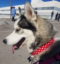 Collar personalizado para perro, collares para mascotas de nilón con estampado de puntos para mascota mediana grande, Pitbull, rojo, azul y negro
