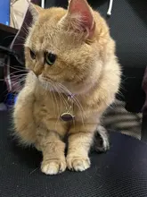 Collar con colgante de acero inoxidable para gato, etiqueta de identificación personalizada para gato, accesorios para mascotas, forma de pez