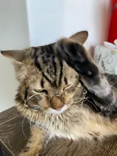 Gafas de sol para perros y mascotas, accesorios para fotos, suministros para mascotas, gafas para gatos, 1 Uds. Gran oferta