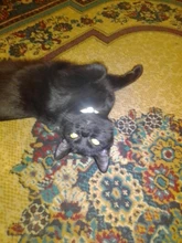 Collares reflectantes ajustables para perros y cachorros, hebilla de seguridad, correa para el cuello, suministros para perros y gatos, 1 Gato