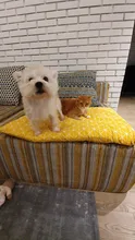 Cama para perros de invierno, camas suaves para perros y mascotas, esterilla, sofá cálido, cojín de Mascota, colchón para perros pequeños, medianos, grandes, gatos, Chihuahua, Cama para Perro