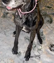 Dog-Collar Studded Spikes Pitbull Large Dog High-Quality Mastiff Big with Black Sharp