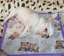 1 Uds Pet de alta calidad cachorro gatito eléctrica almohadilla de calor perro gato conejo calentador de Mat manta cama 20W 220V ~ 50HZ 40*40cm en Color al azar