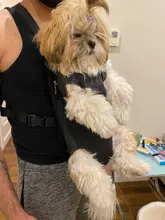 Dog Outdoor Carrier Tote-Bag Sling-Holder Puppy Dog-Front-Chest-Backpack Cat Mesh