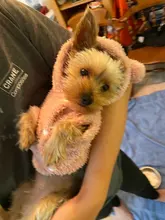 Jacket Clothing Puppy-Clothes Pet-Cat-Costume Dogs Soft-Fleece Chihuahua Winter For Yorkshire