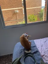 Collar de perro personalizado, etiqueta de identificación de nombre grabada gratis, placa con nombre para perros pequeños, medianos y grandes, accesorios para perros, producto para mascotas, Pitbull, Pug