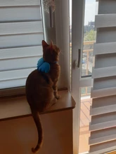 Conjunto de arnés y correa de Gato de Ángel para perros y gatos pequeños, correas ajustables de 10 colores para mascotas