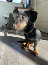 Pet-Id-Tags Collar Free-Engraved Customized Genuine-Leather Puppy-Nameplate Dog Adjustable