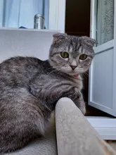 Collar de cuero sintético con diamantes de imitación para perros y gatos pequeños, accesorios para mascotas, correa para Collar de perro de diamantes, 12 colores