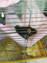 Hammock Swing-Toys Pet Hamster Pets Chinchilla Guinea-Rabbit-Samll Breathable Kitten