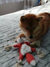 De calamar juguete de perro de mascota de peluche de juguete de masticar cachorro prensa sonido de chirrido juguetes para perros varios juguetes