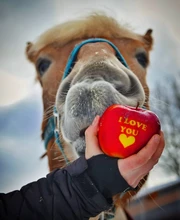 Loose Tops Office-Shirts Blouse Casual Celmia Long-Sleeve Off-Shoulder Plus-Size Blusas