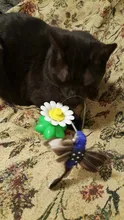Lindo eléctrico rotatorio de mariposa pájaro perro gato gracioso juguetes juguete para rascar para gato pequeño perro gatos de inteligencia que contengan
