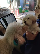 Bichon Frise-cachorro de Animal relleno juguete de peluche de perro, simulación de mascotas bonitas mullidas, muñecas de bebé, regalos de cumpleaños para niños