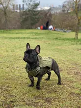 Chaleco táctico para perro, ropa de perro militar transpirable, arnés K9, tamaño ajustable, entrenamiento, caza, Molle, arnés táctico para perro