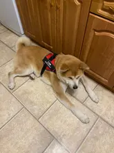 Arnés de perro sin tirones, arnés de mascota ajustable transpirable reflectante para chaleco de perro, Parche de identificación personalizado para exteriores, suministros para perros que caminan