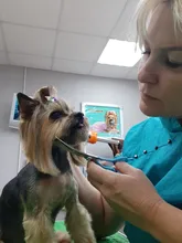 Anillo con diseño de tijera para mascotas, 10 Uds. De anillo de silicona duradero para tijeras de aseo para mascotas, tijeras de pelo de perro de colores, cuchilla curva