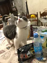 Placas de identificación personalizadas para perros, placas de identificación de Metal para cachorros, placas de identificación antipérdida para perros, gatos Pitbull, tarifa de grabado incluida accesorios para perros