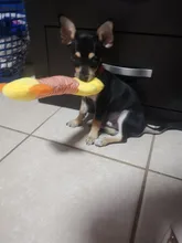 Juguete de peluche con sonido para perros Chihuahua Yorkie, juguete interactivo de entrenamiento para mascotas, 3 diseños