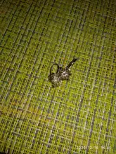 Pendientes de Clip de copos de nieve de estilo coreano para mujer, pendientes sin Piercing de cristal, joyería de moda 2020, pendiente sin orificio de oreja