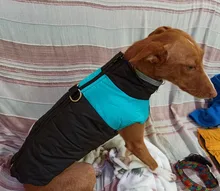 Jacket Puppy-Clothing Dog-Coat Dogs Golden-Retriever Waterproof Winter Pet-Vest Small