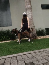 Chaleco táctico para perro, ropa de perro militar transpirable, arnés K9, tamaño ajustable, entrenamiento, caza, Molle, arnés táctico para perro