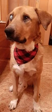Bandanas de algodón para perro, bufanda de mascota grande, lazo lavable a cuadros, Collar, bufanda para perro y gato, accesorios grandes para perro