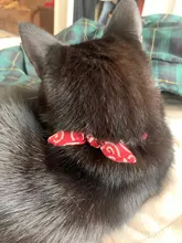 Gato Collar con lazo pajarita Collar de gato para gatos y perros pequeños accesorios gato-Collar gatos y mascotas productos Chihuahua corbata de moño Collar