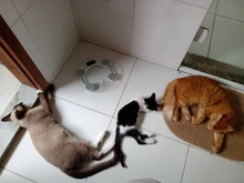 Pendientes brillantes de circonita para mujer, 10 colores, Clip de elementos AAA, joyería de boda para banquete, regalos para mujer