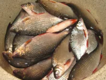 Balsa-flotadores de Pesca de madera, boya de agua poco profunda, cola de Hrad, accesorios de herramientas de Pesca, 3 unids/lote