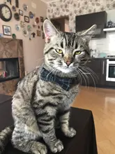 Collar de gato a cuadros con lazo ajustable para cachorros y Chihuahua, Collar de algodón para mascotas, Collar para gato, accesorios para mascotas