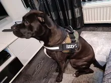 2 uds personalizado arnés del perro etiqueta nombre de Perro personalizado K9 Collar arnés para perro etiqueta engomada de la etiqueta de parche de arnés para perros etiqueta de nombre