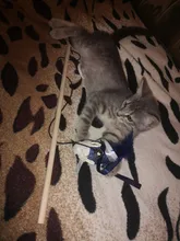 Interactive-Toys Teaser-Stick Cat Catcher Bird-Feather Plush-Cat-Wand Fish Cat Bell Mouse