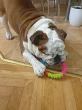 Anillo de espina Multicolor de goma TPR, juguete para mascotas, gato y perro, calidad Molar, juguete ambiental para gatos y perros